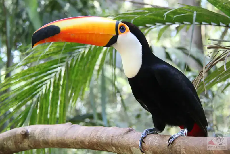 Toucan at Parque das Aves