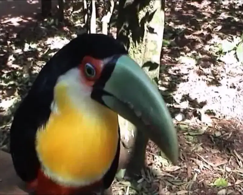 Toucan in Iguazú